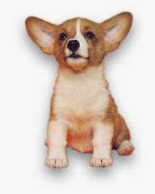 Dog - Corgi Png, Transparent Png, Transparent PNG
