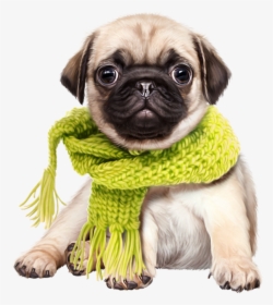 Cute Dog Png , Png Download - Cute Dog Png, Transparent Png, Transparent PNG