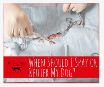 When Should I Spay Or Neuter My Dog - Wire, HD Png Download, Transparent PNG