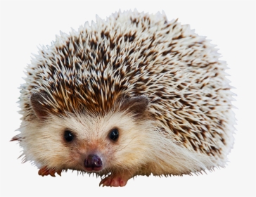 Hedgehog Clipart Cute Animal - Mammals Covered With Quills, HD Png Download, Transparent PNG