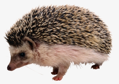 Hedgehog Png - Hedgehog Png Transparent, Png Download, Transparent PNG