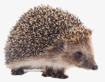 Hedgehog Png Background - Porcupine Small, Transparent Png, Transparent PNG