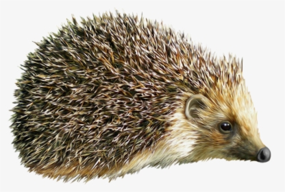 Hedgehog Png - Еж На Прозрачном Фоне, Transparent Png, Transparent PNG