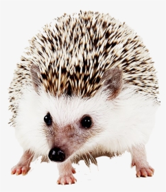 Hedgehog Png Image File - Domesticated Hedgehog, Transparent Png, Transparent PNG