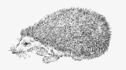 Line Art, Hedgehog, Animal, Nature, Wildlife - Realistic Hedgehog Coloring Page, HD Png Download, Transparent PNG
