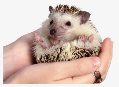 Hedgehog Png Clipart - Long Do Hedgehogs Live, Transparent Png, Transparent PNG