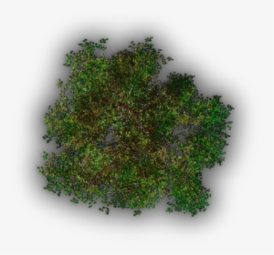 Albero Png Dall Alto, Transparent Png, Transparent PNG