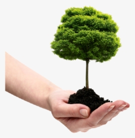 Save Tree Png File - Plant A Tree Png, Transparent Png, Transparent PNG
