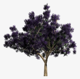 Tree .png, Transparent Png, Transparent PNG