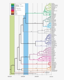 Indo European Language Phylogeny, HD Png Download, Transparent PNG