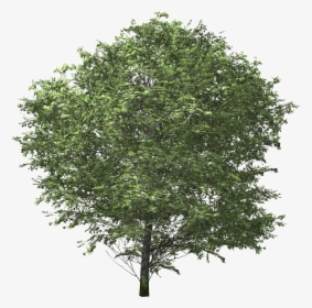 [​img] - Tree No Back Ground, HD Png Download, Transparent PNG