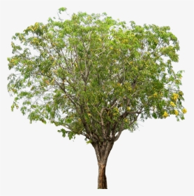 Pterocarpus Indicus Tree Png Psd, Transparent Png, Transparent PNG