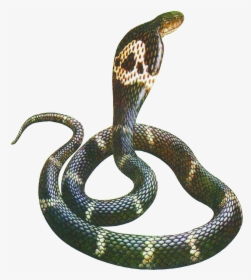 54745 - Snakes, HD Png Download, Transparent PNG