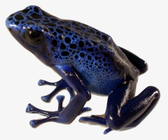 Poison Dart Frog Blue - Poison Dart Frog Png, Transparent Png, Transparent PNG