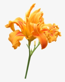 Flower, Stem Day Lily, Summer - Praise God From Whom All Blessings Flow, HD Png Download, Transparent PNG