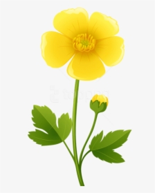 Beautiful Download Yellow Flower Transparent Png Images - Buttercup Clipart, Png Download, Transparent PNG