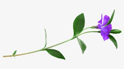 Petal Plant Stem Flower Clip Art - Periwinkle, HD Png Download, Transparent PNG