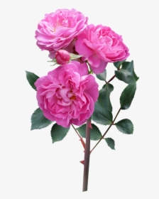 Rose, Flower, Stem Deep Pink Blooms - Flowers With Stem, HD Png Download, Transparent PNG