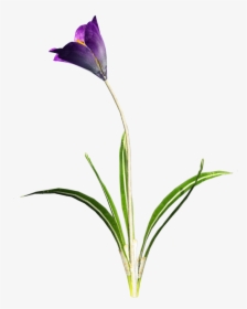 Download Amazing High-quality Latest Png Images Transparent - Transparent Crocus, Png Download, Transparent PNG