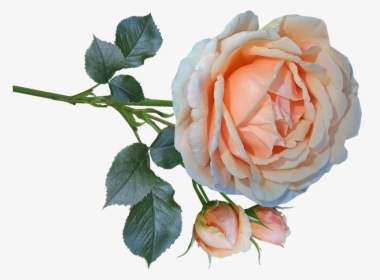 Rose, Flower, Stem, Cut Out, Bloom, Isolated, Perfume - Garden Roses, HD Png Download, Transparent PNG
