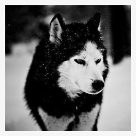 Black Wolf In Snow Wallpapers - Siberian Husky Wallpaper Android, HD Png Download, Transparent PNG