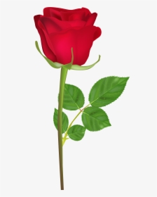 Happy Birthday Rose Gif Clipart , Png Download - Single Rose Flower Hd, Transparent Png, Transparent PNG