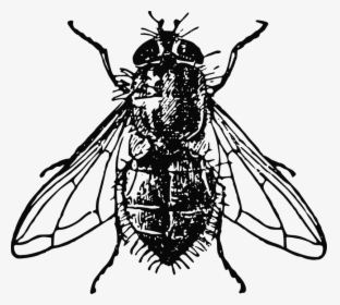 Housefly, Insect, Fly, House, Dirty, Unhygienic - Fly Image Black And White, HD Png Download, Transparent PNG