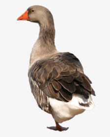 Goose Png Background - Goose Png, Transparent Png, Transparent PNG