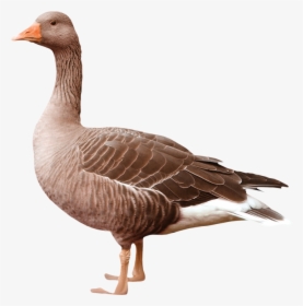 Goose Png - Goose Png - Greylag Goose Png, Transparent Png, Transparent PNG