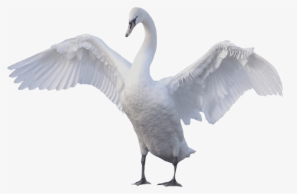 Swan Goose Mute Swan Bird - Swan Png, Transparent Png, Transparent PNG