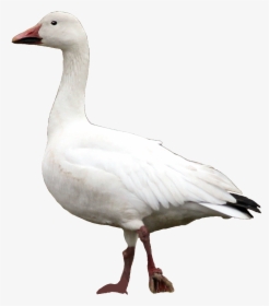Goose Png - Snow Goose, Transparent Png, Transparent PNG