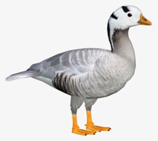Download Goose Png File For Designing Projects - Bar Headed Goose Png, Transparent Png, Transparent PNG