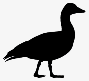 Goose Transparent Illustration - Canada Goose Silhouette Png, Png Download, Transparent PNG