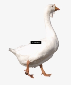 Background Png Duck - Transparent Goose White Background, Png Download, Transparent PNG