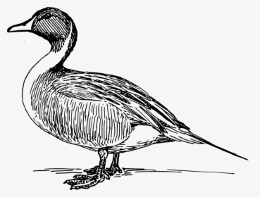 Fowl,beak,goose - Free Duck Vector, HD Png Download, Transparent PNG