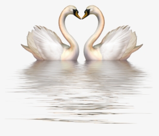 Cygnini Bird Clip Art - Swan Heart Clipart, HD Png Download, Transparent PNG