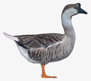 Goosechinese Jimmyzhoopz - Chinese Goose Png, Transparent Png, Transparent PNG