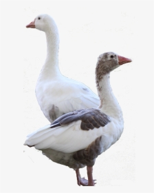 Clip Art American Buff Goose - Snow Goose, HD Png Download, Transparent PNG
