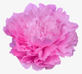 Peony Dinner Plate, HD Png Download, Transparent PNG