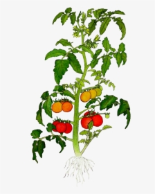 Parts Of A Tomato Plant Png - Laser Capture Microdissection Plant, Transparent Png, Transparent PNG