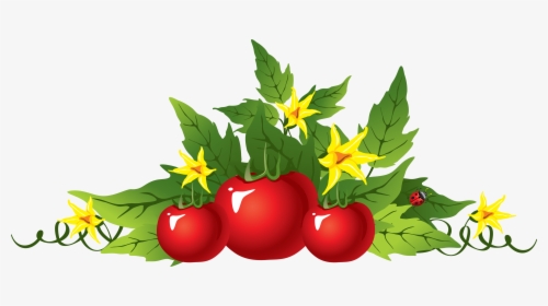 Tomato Png - Transparent Tomato Plants Clipart, Png Download, Transparent PNG