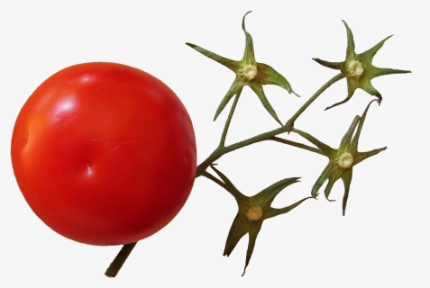 Transparent Tomato Plant Png - Tomato Stem, Png Download, Transparent PNG