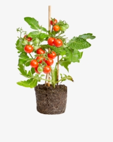 Tomato - Flowerpot, HD Png Download, Transparent PNG