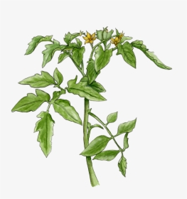 Tomato Plant With Flowers - Tomato Plant Png Transparent, Png Download, Transparent PNG