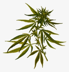 Cannabis Sativa, HD Png Download, Transparent PNG