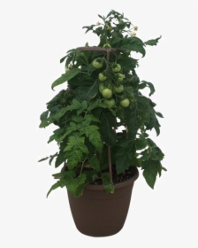 Tomato Plant Wholesale 12 In - Flowerpot, HD Png Download, Transparent PNG