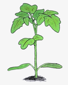 Tomato Plant - Tomato Plant Seedling Png, Transparent Png, Transparent PNG