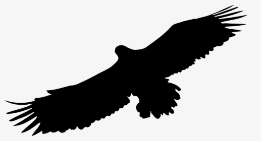 Silhouette Bird Of Prey, HD Png Download, Transparent PNG