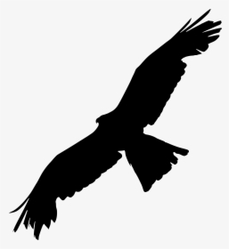 Bald Eagle Bird Of Prey Silhouette - Silhouette Raven Spread Wings, HD Png Download, Transparent PNG