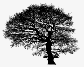 Tree, Trees, Silhouette, Plant, Nature, Environment - Oak, HD Png Download, Transparent PNG